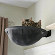 Hamac pour Chat Mural Pliable en Métal et Maille, Coupole de 43,5 cm, Noir ou Blanc